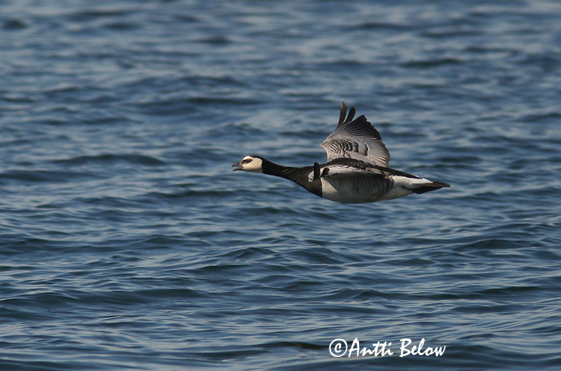 Avainsanat: Oca de galta blanca Bramgås Brandgans Barnacle Goose Valgepõsk-lagle Valkoposkihanhi Bernache nonnette Weißwangengans Nonnengans Apácalúd Helsingi Oca facciabianca Hvitkinngås Ganso-de-faces-brancas Branta leucopsis Barnacla Cariblanca Vitkindad gå