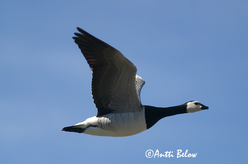 Avainsanat: Oca de galta blanca Bramgås Brandgans Barnacle Goose Valgepõsk-lagle Valkoposkihanhi Bernache nonnette Weißwangengans Nonnengans Apácalúd Helsingi Oca facciabianca Hvitkinngås Ganso-de-faces-brancas Branta leucopsis Barnacla Cariblanca Vitkindad gå