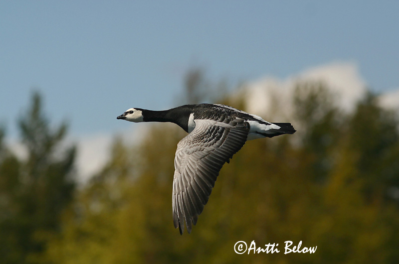 Avainsanat: Oca de galta blanca Bramgås Brandgans Barnacle Goose Valgepõsk-lagle Valkoposkihanhi Bernache nonnette Weißwangengans Nonnengans Apácalúd Helsingi Oca facciabianca Hvitkinngås Ganso-de-faces-brancas Branta leucopsis Barnacla Cariblanca Vitkindad gå