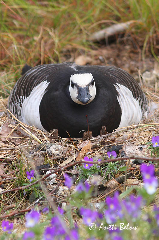Avainsanat: Oca de galta blanca Bramgås Brandgans Barnacle Goose Valgepõsk-lagle Valkoposkihanhi Bernache nonnette Weißwangengans Nonnengans Apácalúd Helsingi Oca facciabianca Hvitkinngås Ganso-de-faces-brancas Branta leucopsis Barnacla Cariblanca Vitkindad gå