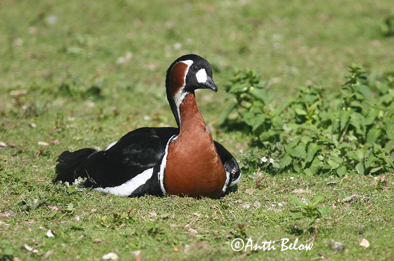 kuvattu tarhassa (in zoo)
Avainsanat: Oca de coll roig Rødhalset gås Roodhalsgans Red-breasted Goose Punakael-lagle Punakaulahanhi Bernache à cou roux Rothalsgans Vörösnyakú lúd Fagurgæs Oca collorosso Rødhalsgås Ganso-de-pescoço-ruivo Branta ruficollis Barnacl