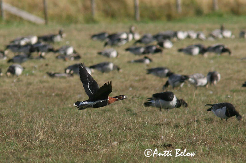 Avainsanat: Oca de coll roig Rødhalset gås Roodhalsgans Red-breasted Goose Punakael-lagle Punakaulahanhi Bernache à cou roux Rothalsgans Vörösnyakú lúd Fagurgæs Oca collorosso Rødhalsgås Ganso-de-pescoço-ruivo Branta ruficollis Barnacla Cuellirroja Rödhal