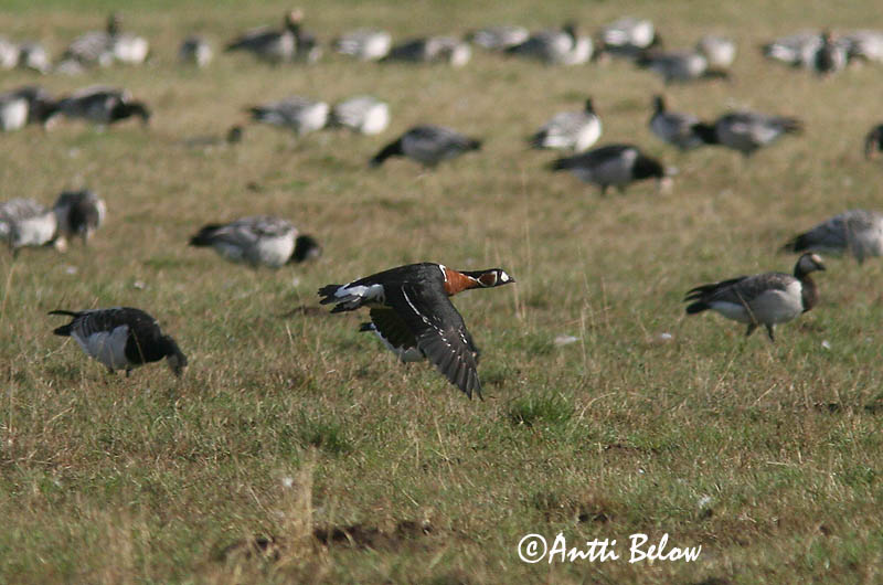 Avainsanat: Oca de coll roig Rødhalset gås Roodhalsgans Red-breasted Goose Punakael-lagle Punakaulahanhi Bernache à cou roux Rothalsgans Vörösnyakú lúd Fagurgæs Oca collorosso Rødhalsgås Ganso-de-pescoço-ruivo Branta ruficollis Barnacl