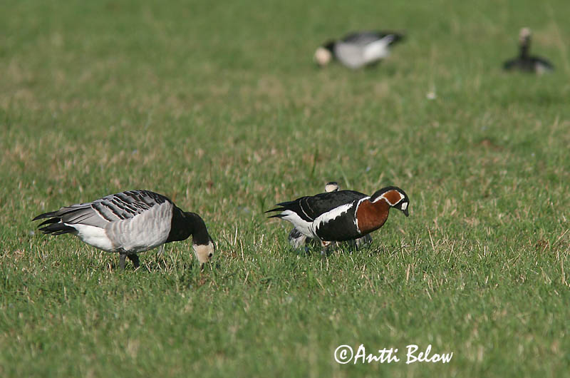 Avainsanat: Oca de coll roig Rødhalset gås Roodhalsgans Red-breasted Goose Punakael-lagle Punakaulahanhi Bernache à cou roux Rothalsgans Vörösnyakú lúd Fagurgæs Oca collorosso Rødhalsgås Ganso-de-pescoço-ruivo Branta ruficollis Barnacl