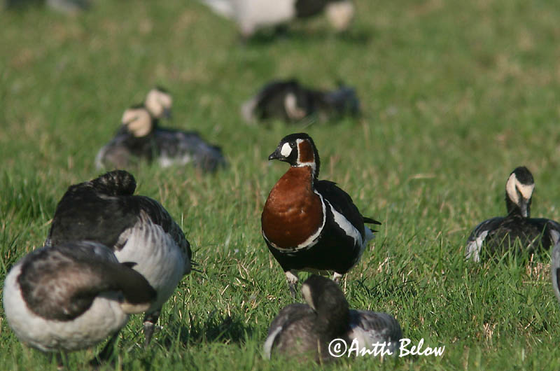 Avainsanat: Oca de coll roig Rødhalset gås Roodhalsgans Red-breasted Goose Punakael-lagle Punakaulahanhi Bernache à cou roux Rothalsgans Vörösnyakú lúd Fagurgæs Oca collorosso Rødhalsgås Ganso-de-pescoço-ruivo Branta ruficollis Barnacl