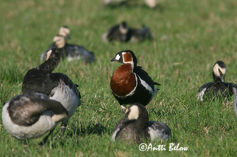 Avainsanat: Oca de coll roig Rødhalset gås Roodhalsgans Red-breasted Goose Punakael-lagle Punakaulahanhi Bernache à cou roux Rothalsgans Vörösnyakú lúd Fagurgæs Oca collorosso Rødhalsgås Ganso-de-pescoço-ruivo Branta ruficollis Barnacla Cuellirroja Rödhal
