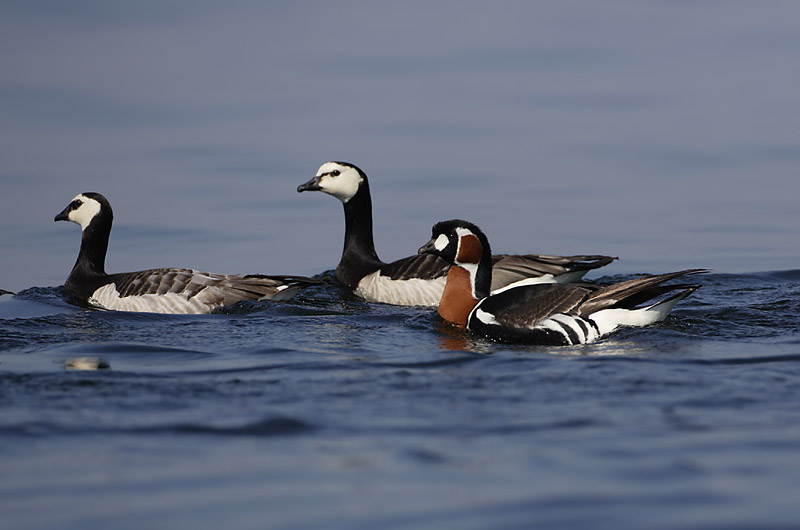 Avainsanat: Oca de coll roig Rødhalset gås Roodhalsgans Red-breasted Goose Punakael-lagle Punakaulahanhi Bernache à cou roux Rothalsgans Vörösnyakú lúd Fagurgæs Oca collorosso Rødhalsgås Ganso-de-pescoço-ruivo Branta ruficollis Barnacl