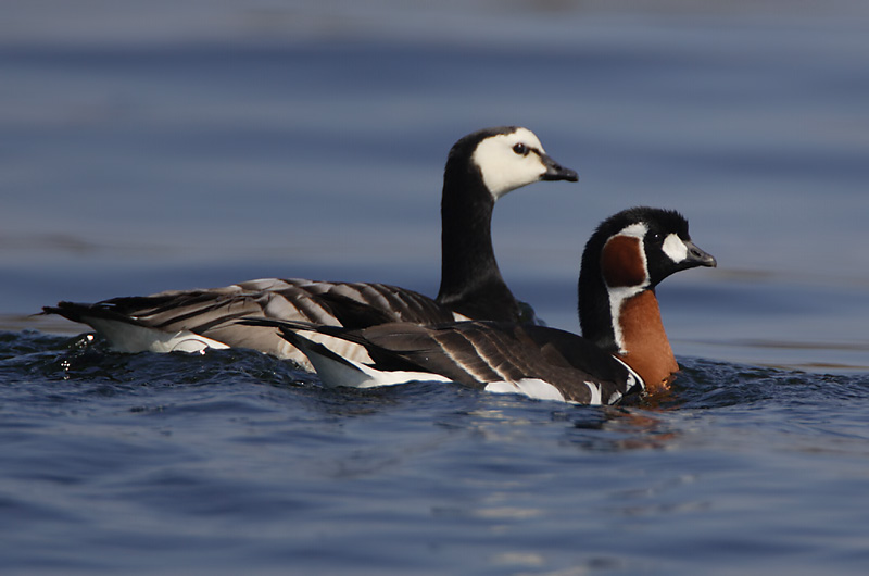 Avainsanat: Oca de coll roig Rødhalset gås Roodhalsgans Red-breasted Goose Punakael-lagle Punakaulahanhi Bernache à cou roux Rothalsgans Vörösnyakú lúd Fagurgæs Oca collorosso Rødhalsgås Ganso-de-pescoço-ruivo Branta ruficollis Barnacl