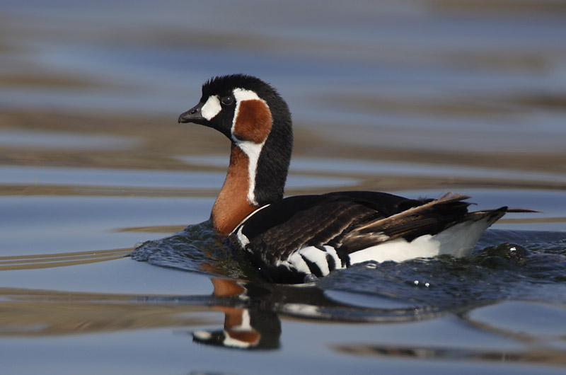Avainsanat: Oca de coll roig Rødhalset gås Roodhalsgans Red-breasted Goose Punakael-lagle Punakaulahanhi Bernache à cou roux Rothalsgans Vörösnyakú lúd Fagurgæs Oca collorosso Rødhalsgås Ganso-de-pescoço-ruivo Branta ruficollis Barnacl