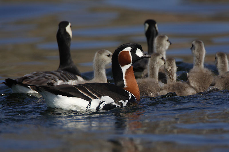 Avainsanat: Oca de coll roig Rødhalset gås Roodhalsgans Red-breasted Goose Punakael-lagle Punakaulahanhi Bernache à cou roux Rothalsgans Vörösnyakú lúd Fagurgæs Oca collorosso Rødhalsgås Ganso-de-pescoço-ruivo Branta ruficollis Barnacl