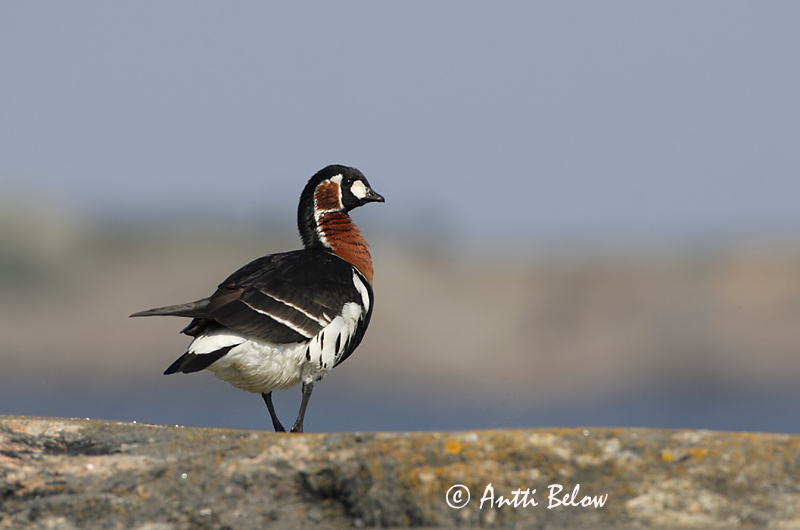 Avainsanat: Oca de coll roig Rødhalset gås Roodhalsgans Red-breasted Goose Punakael-lagle Punakaulahanhi Bernache à cou roux Rothalsgans Vörösnyakú lúd Fagurgæs Oca collorosso Rødhalsgås Ganso-de-pescoço-ruivo Branta ruficollis Barnacl