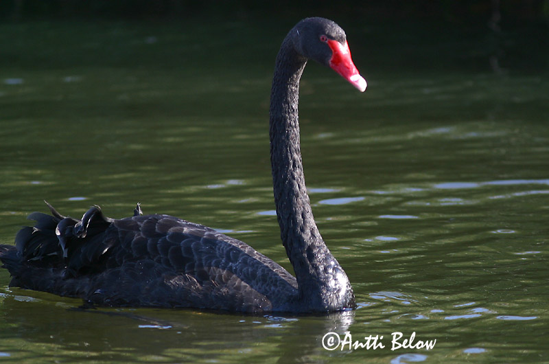 Avainsanat: Mustajoutsen Zwarte Zwaan Black Swan Mustajoutsen Cygne noir Trauerschwan Svartsvane Cygnus atratus Cisne Negro Svart svan