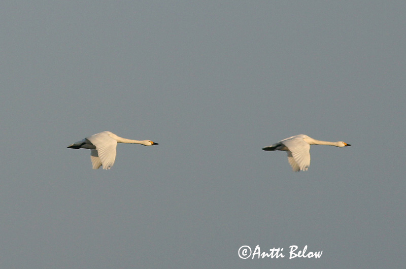 Avainsanat: Pikkujoutsen Cigne petit Pibesvane Kleine zwaan Tundra Swan Väikeluik Cygne de Bewick Zwergschwan Kis hattyú Dvergsvanur Dvergsvane Cisne-pequeno Cygnus columbianus Cisne Chico Mindre sångsvan Tundrasvan