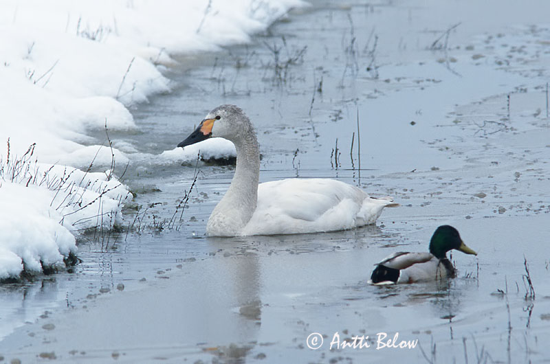 Avainsanat: Pikkujoutsen Cigne petit Pibesvane Kleine zwaan Tundra Swan Väikeluik Cygne de Bewick Zwergschwan Kis hattyú Dvergsvanur Dvergsvane Cisne-pequeno Cygnus columbianus Cisne Chico Mindre sångsvan Tundrasvan