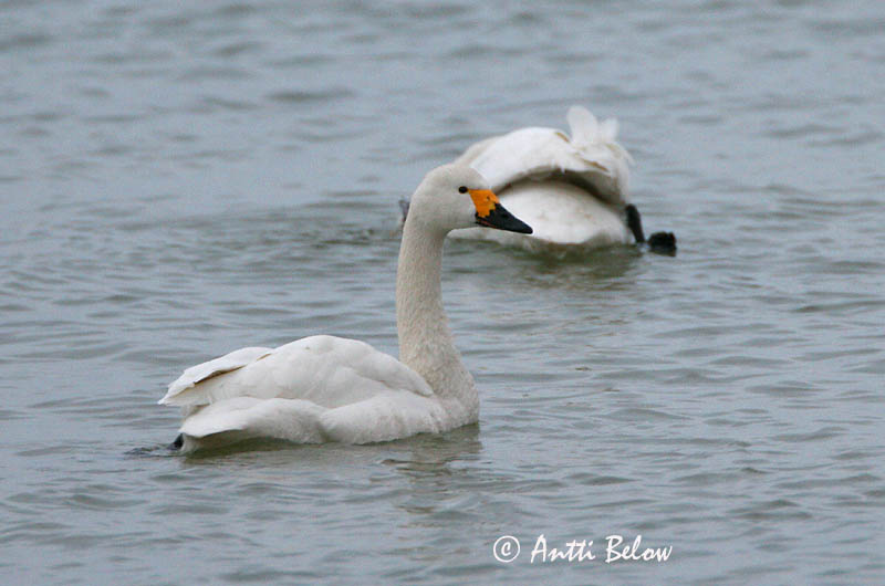 Avainsanat: Pikkujoutsen Cigne petit Pibesvane Kleine zwaan Tundra Swan Väikeluik Cygne de Bewick Zwergschwan Kis hattyú Dvergsvanur Dvergsvane Cisne-pequeno Cygnus columbianus Cisne Chico Mindre sångsvan Tundrasvan