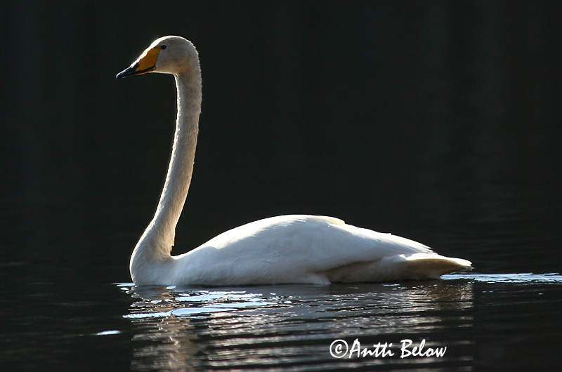 Avainsanat: Cigne cantaire Sangsvane Wilde zwaan Whooper Swan Laululuik Laulujoutsen Cygne chanteur Singschwan Énekes hattyú Álft Sangsvane Cisne-bravo Cygnus cygnus Cisne Cantor Sångsvan