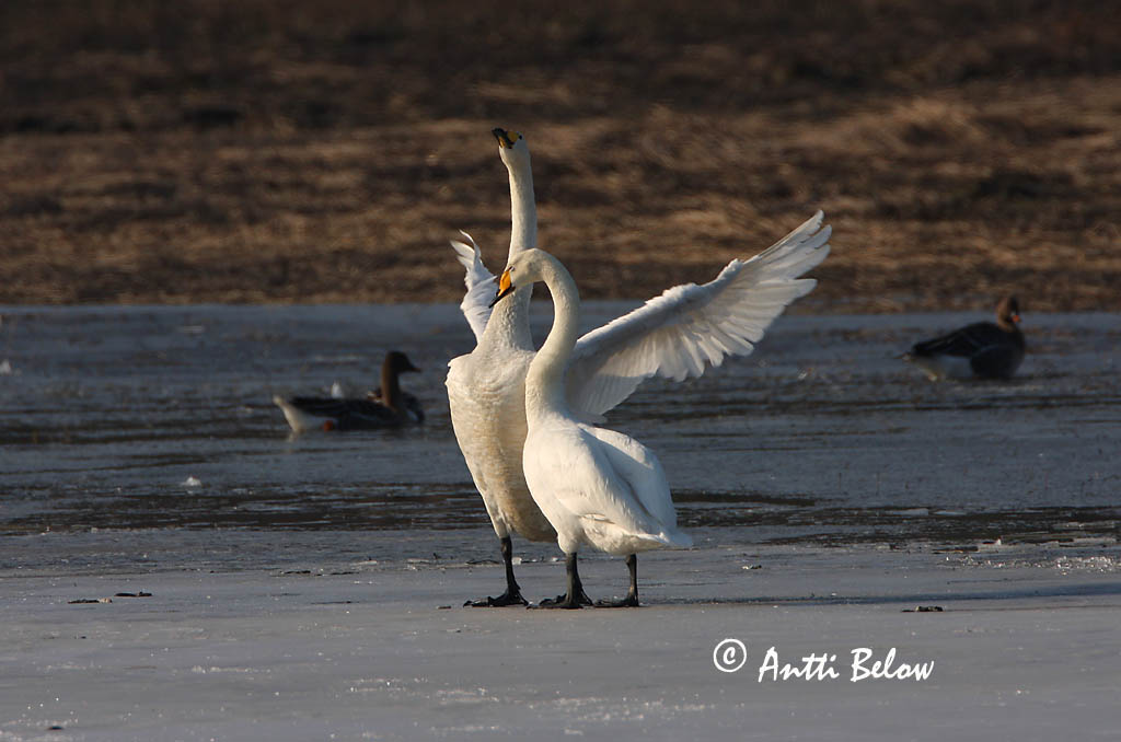 Avainsanat: Cigne cantaire Sangsvane Wilde zwaan Whooper Swan Laululuik Laulujoutsen Cygne chanteur Singschwan Énekes hattyú Álft Sangsvane Cisne-bravo Cygnus cygnus Cisne Cantor Sångsvan