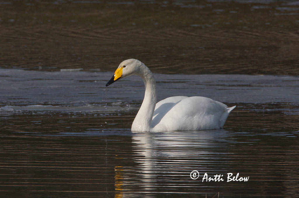 Avainsanat: Cigne cantaire Sangsvane Wilde zwaan Whooper Swan Laululuik Laulujoutsen Cygne chanteur Singschwan Énekes hattyú Álft Sangsvane Cisne-bravo Cygnus cygnus Cisne Cantor Sångsvan