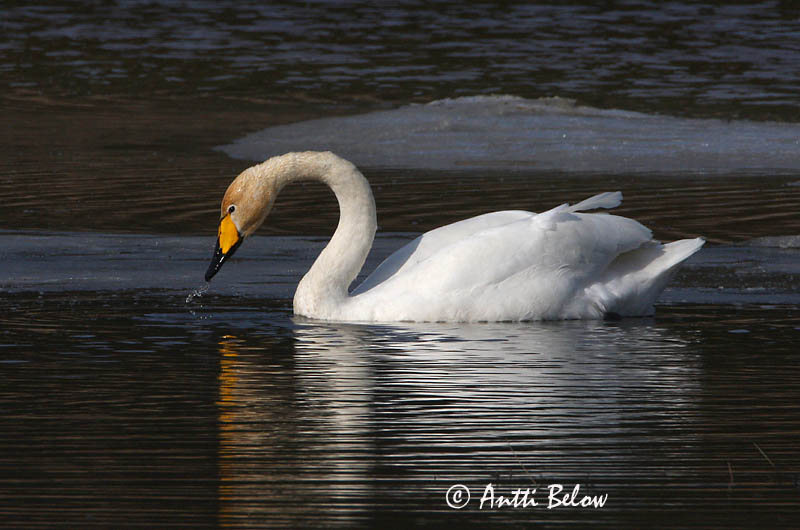Avainsanat: Cigne cantaire Sangsvane Wilde zwaan Whooper Swan Laululuik Laulujoutsen Cygne chanteur Singschwan Énekes hattyú Álft Sangsvane Cisne-bravo Cygnus cygnus Cisne Cantor Sångsvan