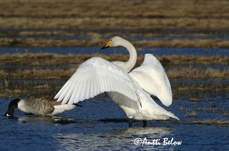 Avainsanat: Cigne cantaire Sangsvane Wilde zwaan Whooper Swan Laululuik Laulujoutsen Cygne chanteur Singschwan Énekes hattyú Álft Sangsvane Cisne-bravo Cygnus cygnus Cisne Cantor Sångsvan