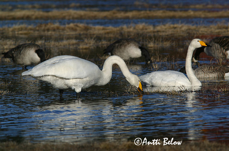 Avainsanat: Cigne cantaire Sangsvane Wilde zwaan Whooper Swan Laululuik Laulujoutsen Cygne chanteur Singschwan Énekes hattyú Álft Sangsvane Cisne-bravo Cygnus cygnus Cisne Cantor Sångsvan