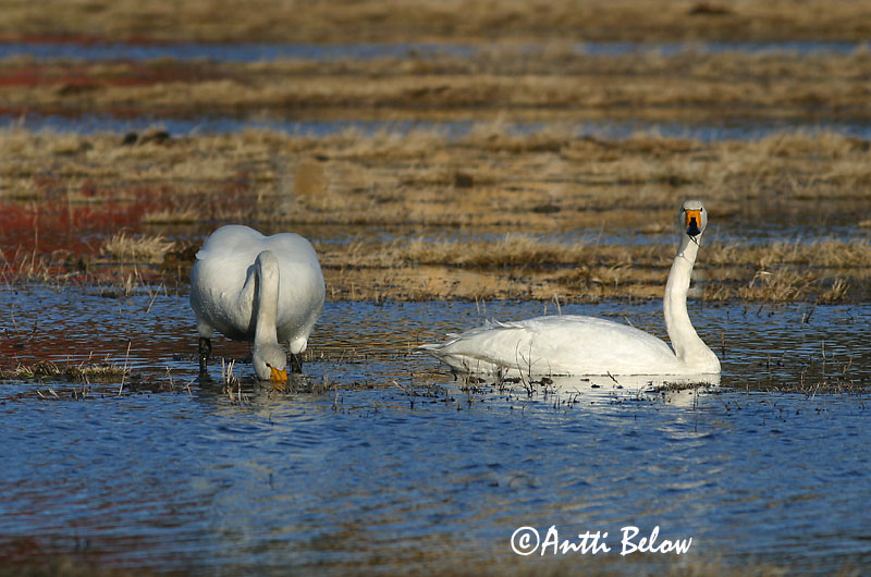 Avainsanat: Cigne cantaire Sangsvane Wilde zwaan Whooper Swan Laululuik Laulujoutsen Cygne chanteur Singschwan Énekes hattyú Álft Sangsvane Cisne-bravo Cygnus cygnus Cisne Cantor Sångsvan