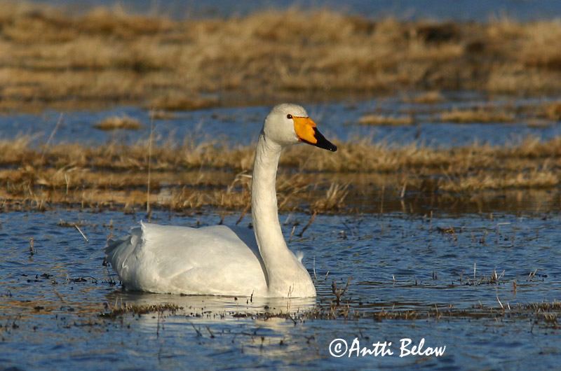 Avainsanat: Cigne cantaire Sangsvane Wilde zwaan Whooper Swan Laululuik Laulujoutsen Cygne chanteur Singschwan Énekes hattyú Álft Sangsvane Cisne-bravo Cygnus cygnus Cisne Cantor Sångsvan