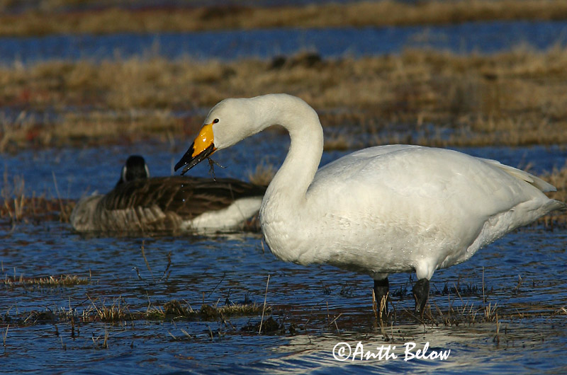 Avainsanat: Cigne cantaire Sangsvane Wilde zwaan Whooper Swan Laululuik Laulujoutsen Cygne chanteur Singschwan Énekes hattyú Álft Sangsvane Cisne-bravo Cygnus cygnus Cisne Cantor Sångsvan