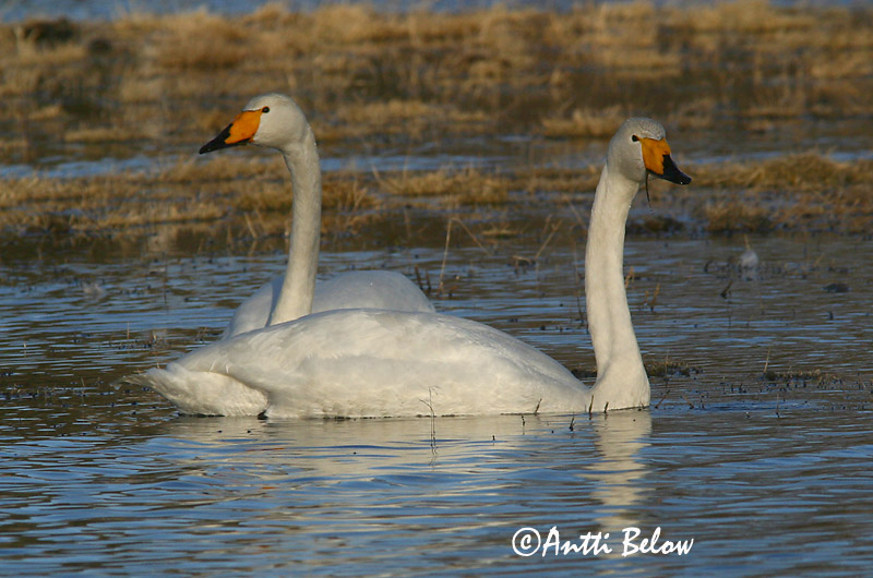 Avainsanat: Cigne cantaire Sangsvane Wilde zwaan Whooper Swan Laululuik Laulujoutsen Cygne chanteur Singschwan Énekes hattyú Álft Sangsvane Cisne-bravo Cygnus cygnus Cisne Cantor Sångsvan