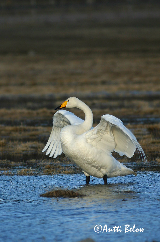 Avainsanat: Cigne cantaire Sangsvane Wilde zwaan Whooper Swan Laululuik Laulujoutsen Cygne chanteur Singschwan Énekes hattyú Álft Sangsvane Cisne-bravo Cygnus cygnus Cisne Cantor Sångsvan
