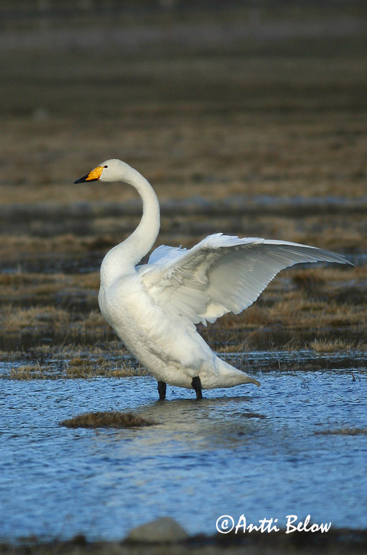 Avainsanat: Cigne cantaire Sangsvane Wilde zwaan Whooper Swan Laululuik Laulujoutsen Cygne chanteur Singschwan Énekes hattyú Álft Sangsvane Cisne-bravo Cygnus cygnus Cisne Cantor Sångsvan