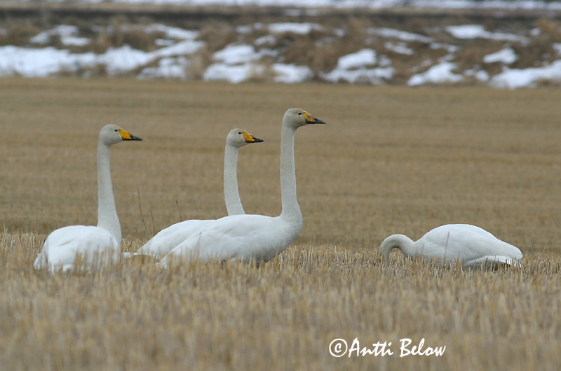 Avainsanat: Cigne cantaire Sangsvane Wilde zwaan Whooper Swan Laululuik Laulujoutsen Cygne chanteur Singschwan Énekes hattyú Álft Sangsvane Cisne-bravo Cygnus cygnus Cisne Cantor Sångsvan