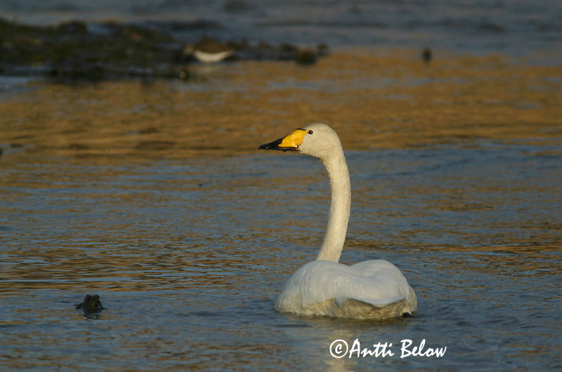 Avainsanat: Cigne cantaire Sangsvane Wilde zwaan Whooper Swan Laululuik Laulujoutsen Cygne chanteur Singschwan Énekes hattyú Álft Sangsvane Cisne-bravo Cygnus cygnus Cisne Cantor Sångsvan