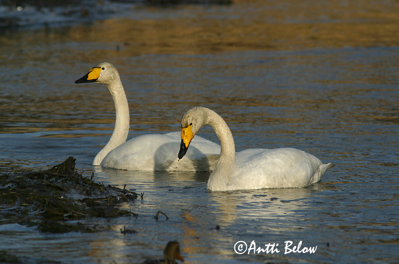 Avainsanat: Cigne cantaire Sangsvane Wilde zwaan Whooper Swan Laululuik Laulujoutsen Cygne chanteur Singschwan Énekes hattyú Álft Sangsvane Cisne-bravo Cygnus cygnus Cisne Cantor Sångsvan
