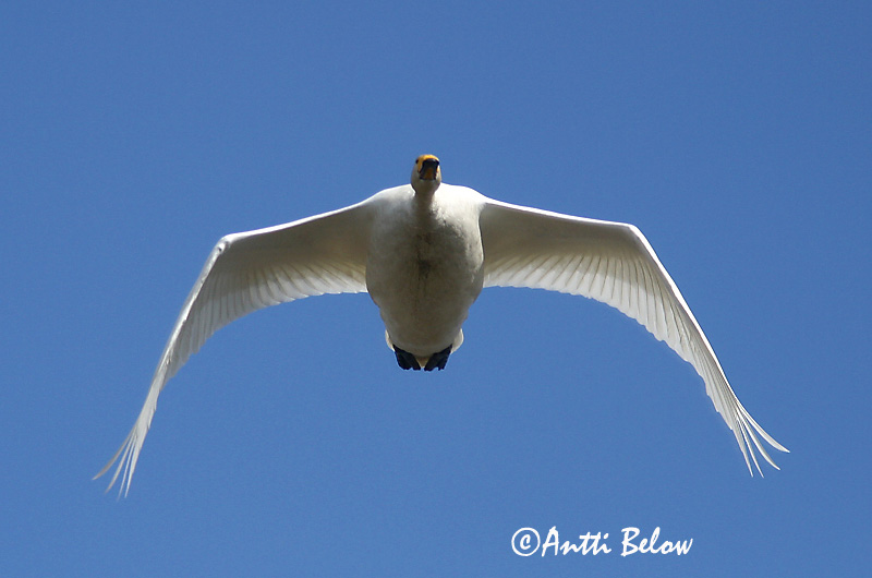 Avainsanat: Cigne cantaire Sangsvane Wilde zwaan Whooper Swan Laululuik Laulujoutsen Cygne chanteur Singschwan Énekes hattyú Álft Sangsvane Cisne-bravo Cygnus cygnus Cisne Cantor Sångsvan