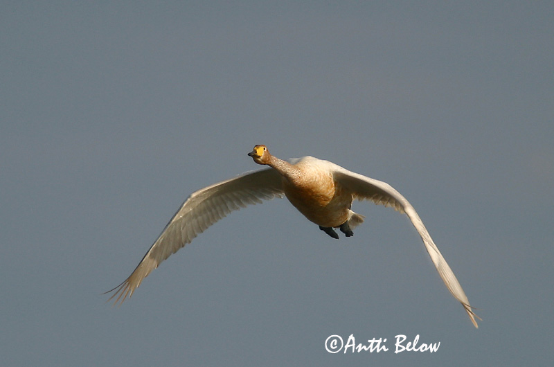 Avainsanat: Cigne cantaire Sangsvane Wilde zwaan Whooper Swan Laululuik Laulujoutsen Cygne chanteur Singschwan Énekes hattyú Álft Sangsvane Cisne-bravo Cygnus cygnus Cisne Cantor Sångsvan