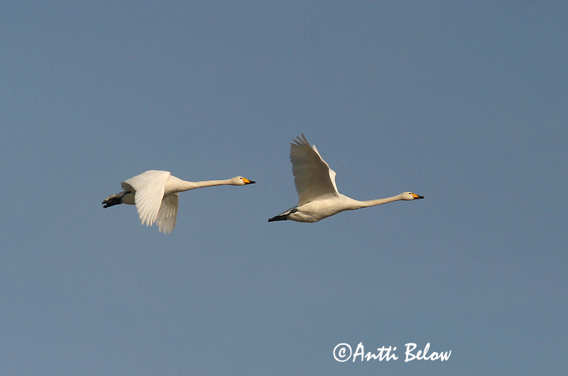 Avainsanat: Cigne cantaire Sangsvane Wilde zwaan Whooper Swan Laululuik Laulujoutsen Cygne chanteur Singschwan Énekes hattyú Álft Sangsvane Cisne-bravo Cygnus cygnus Cisne Cantor Sångsvan