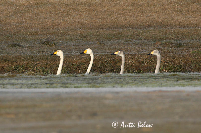 Avainsanat: Cigne cantaire Sangsvane Wilde zwaan Whooper Swan Laululuik Laulujoutsen Cygne chanteur Singschwan Énekes hattyú Álft Sangsvane Cisne-bravo Cygnus cygnus Cisne Cantor Sångsvan