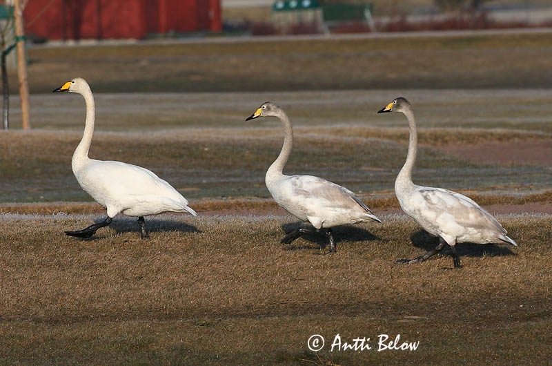 Avainsanat: Cigne cantaire Sangsvane Wilde zwaan Whooper Swan Laululuik Laulujoutsen Cygne chanteur Singschwan Énekes hattyú Álft Sangsvane Cisne-bravo Cygnus cygnus Cisne Cantor Sångsvan