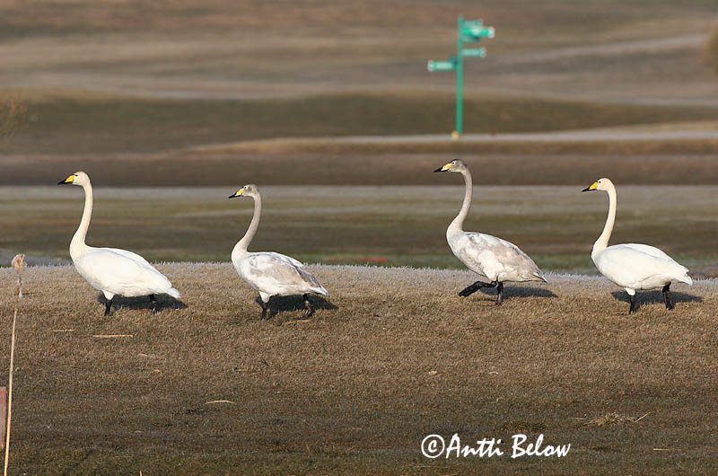 Avainsanat: Cigne cantaire Sangsvane Wilde zwaan Whooper Swan Laululuik Laulujoutsen Cygne chanteur Singschwan Énekes hattyú Álft Sangsvane Cisne-bravo Cygnus cygnus Cisne Cantor Sångsvan