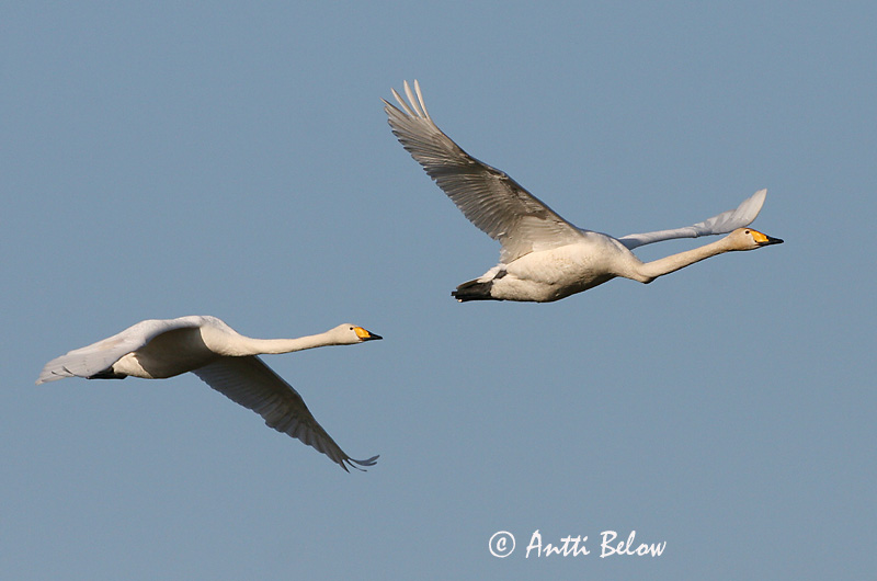 Avainsanat: Cigne cantaire Sangsvane Wilde zwaan Whooper Swan Laululuik Laulujoutsen Cygne chanteur Singschwan Énekes hattyú Álft Sangsvane Cisne-bravo Cygnus cygnus Cisne Cantor Sångsvan