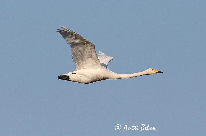 Avainsanat: Cigne cantaire Sangsvane Wilde zwaan Whooper Swan Laululuik Laulujoutsen Cygne chanteur Singschwan Énekes hattyú Álft Sangsvane Cisne-bravo Cygnus cygnus Cisne Cantor Sångsvan