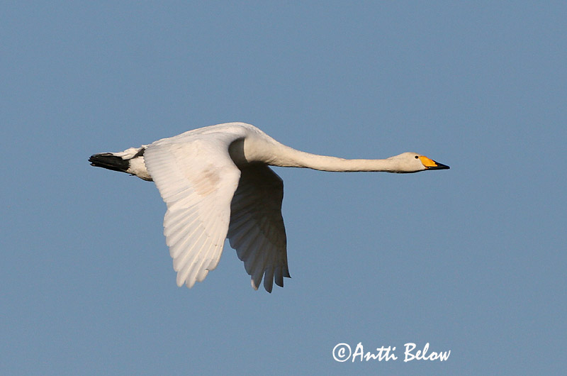 Avainsanat: Cigne cantaire Sangsvane Wilde zwaan Whooper Swan Laululuik Laulujoutsen Cygne chanteur Singschwan Énekes hattyú Álft Sangsvane Cisne-bravo Cygnus cygnus Cisne Cantor Sångsvan