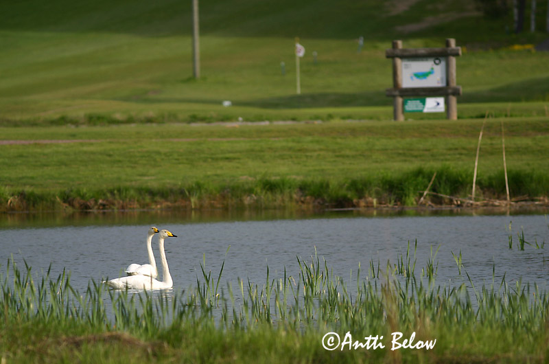 Avainsanat: Cigne cantaire Sangsvane Wilde zwaan Whooper Swan Laululuik Laulujoutsen Cygne chanteur Singschwan Énekes hattyú Álft Sangsvane Cisne-bravo Cygnus cygnus Cisne Cantor Sångsvan
