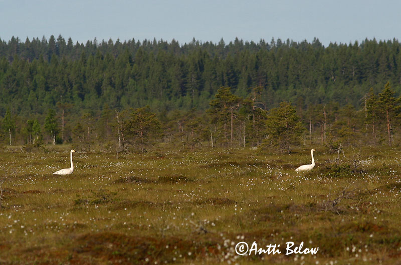 Avainsanat: Cigne cantaire Sangsvane Wilde zwaan Whooper Swan Laululuik Laulujoutsen Cygne chanteur Singschwan Énekes hattyú Álft Sangsvane Cisne-bravo Cygnus cygnus Cisne Cantor Sångsvan