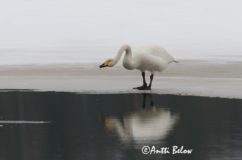 Avainsanat: Cigne cantaire Sangsvane Wilde zwaan Whooper Swan Laululuik Laulujoutsen Cygne chanteur Singschwan Énekes hattyú Álft Sangsvane Cisne-bravo Cygnus cygnus Cisne Cantor Sångsvan