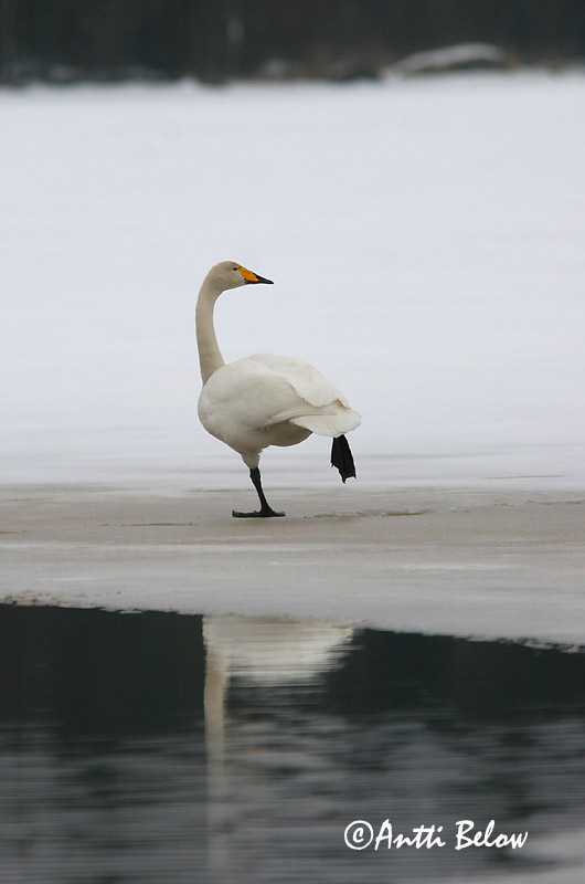 Avainsanat: Cigne cantaire Sangsvane Wilde zwaan Whooper Swan Laululuik Laulujoutsen Cygne chanteur Singschwan Énekes hattyú Álft Sangsvane Cisne-bravo Cygnus cygnus Cisne Cantor Sångsvan