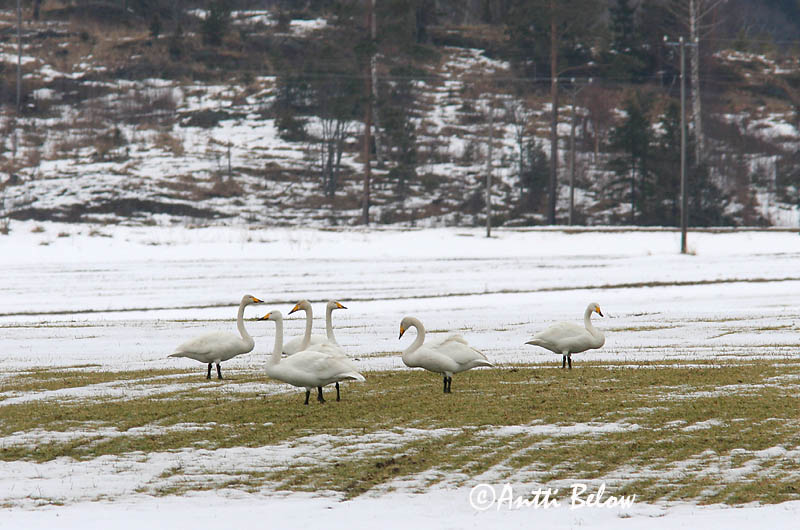 Avainsanat: Cigne cantaire Sangsvane Wilde zwaan Whooper Swan Laululuik Laulujoutsen Cygne chanteur Singschwan Énekes hattyú Álft Sangsvane Cisne-bravo Cygnus cygnus Cisne Cantor Sångsvan