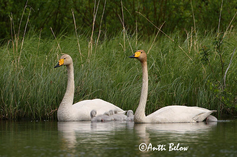 Kuusamo, Finland
Avainsanat: Cigne cantaire Sangsvane Wilde zwaan Whooper Swan Laululuik Laulujoutsen Cygne chanteur Singschwan Énekes hattyú Álft Sangsvane Cisne-bravo Cygnus cygnus Cisne Cantor Sångsvan