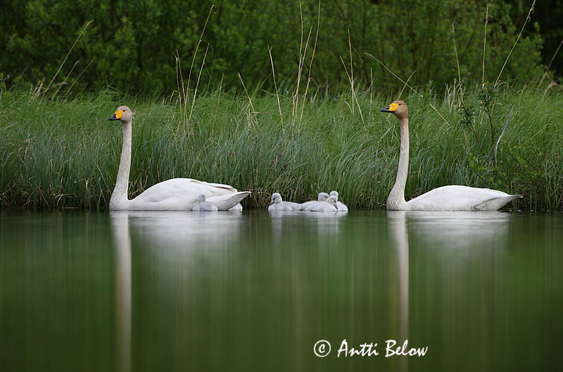 Kuusamo, Finland
Avainsanat: Cigne cantaire Sangsvane Wilde zwaan Whooper Swan Laululuik Laulujoutsen Cygne chanteur Singschwan Énekes hattyú Álft Sangsvane Cisne-bravo Cygnus cygnus Cisne Cantor Sångsvan